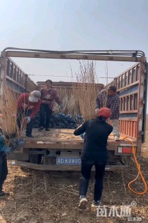 高度60厘米红王子锦带
