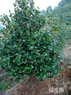 高度550厘米茶花