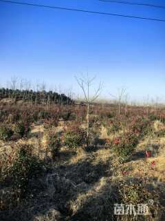 5公分薄壳山核桃