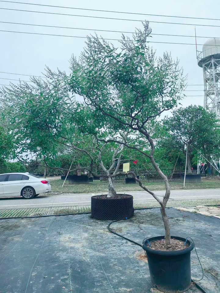 高度200厘米黄荆