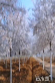 18公分染井吉野樱