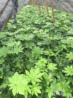 高度300厘米八角金盘小苗