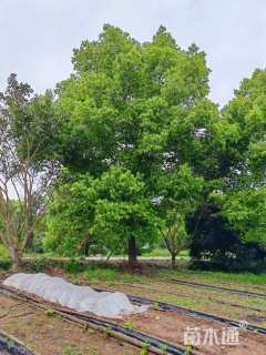 40公分丛生香樟