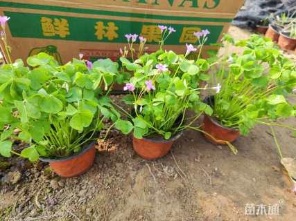 高度15厘米红花酢浆草