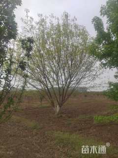 高度600厘米丛生五角枫