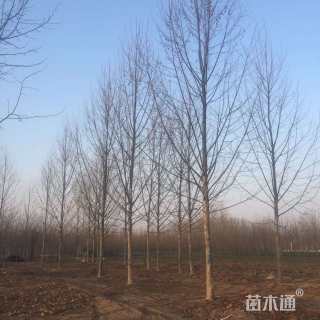 14公分法桐