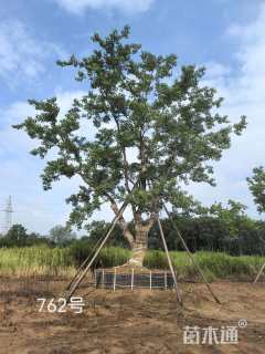 45公分乌桕