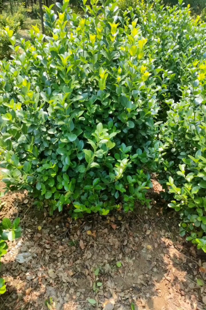 80厘米扶芳藤球