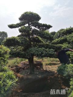 20公分造型罗汉松