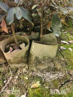 高度40厘米赤皮青冈