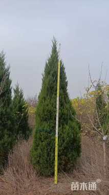 高度120厘米蜀桧