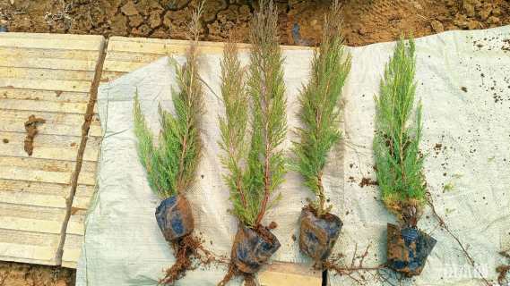 高度45厘米沙地柏