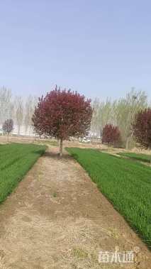 15公分绚丽海棠