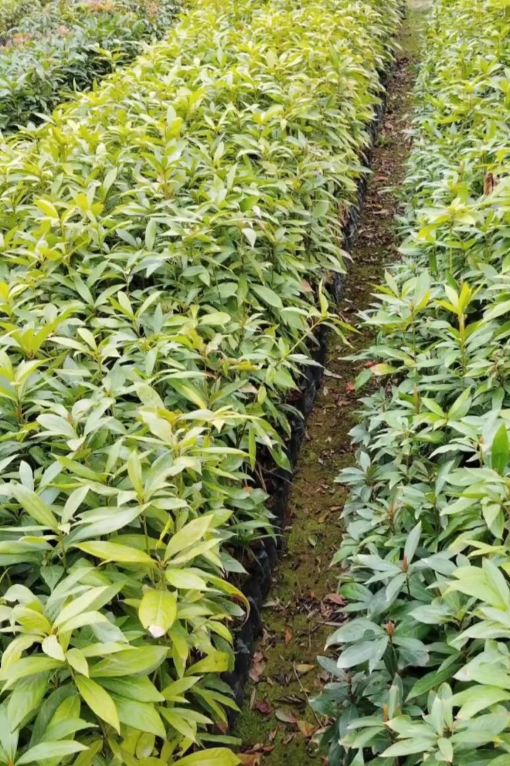 高度30厘米金丝楠木小苗