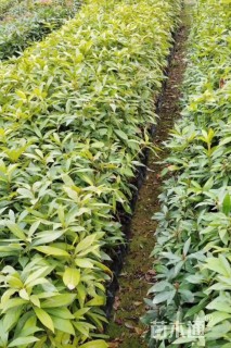 高度30厘米金丝楠木小苗