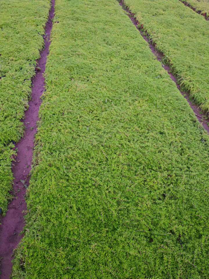 高度20厘米垂盆草