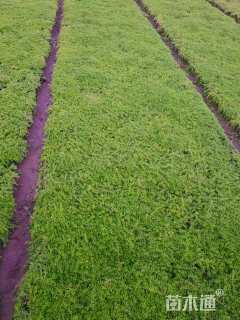 高度20厘米垂盆草