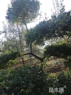 高度1500厘米小叶女贞