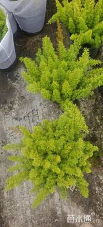 高度30厘米狐尾天门冬