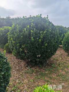 冠幅180厘米大叶黄杨球