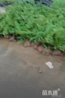 高度50厘米铺地柏