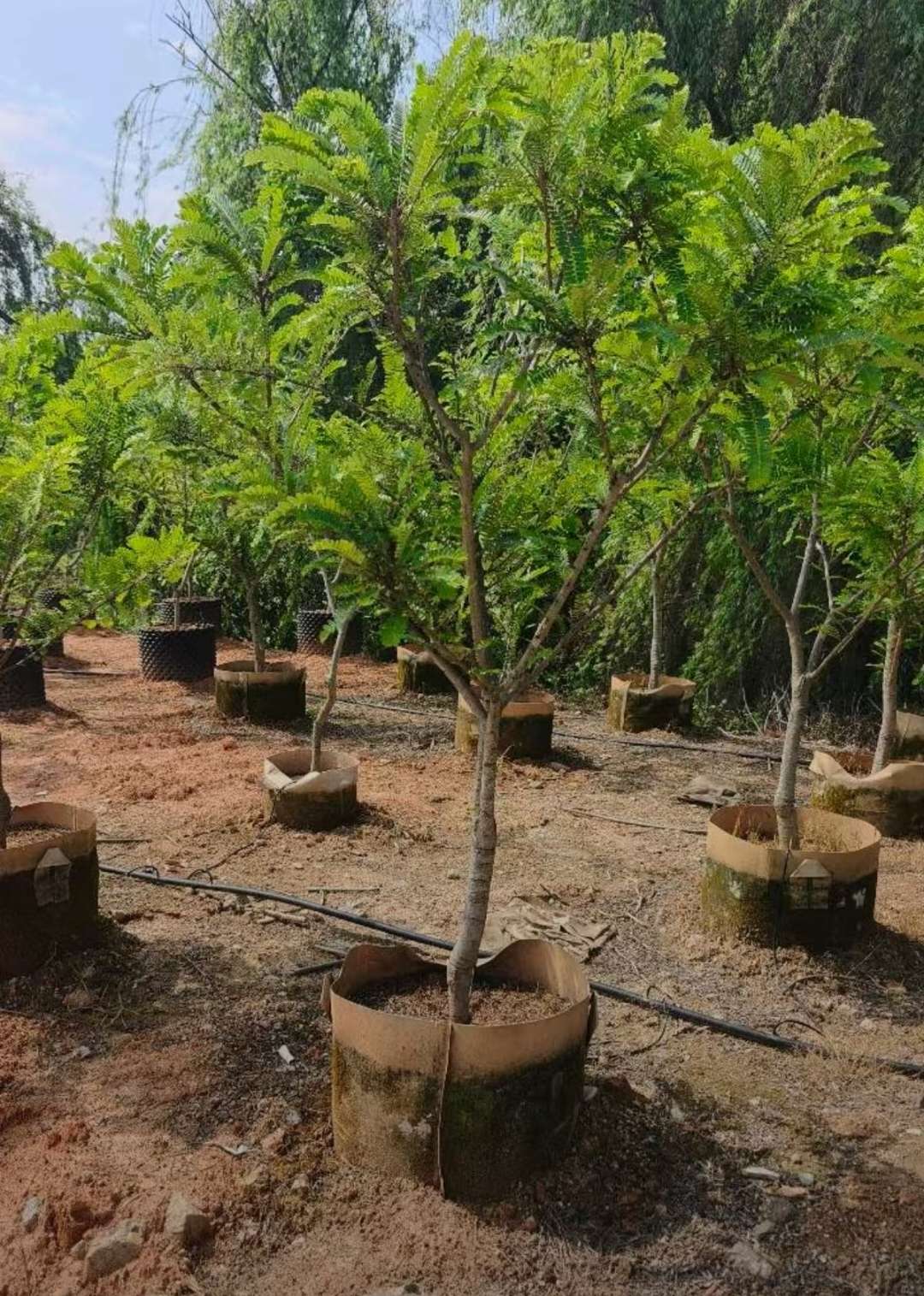 18公分凤凰木
