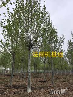 8公分碧桃