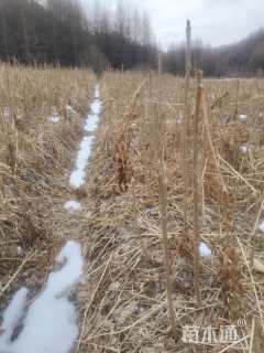高度8厘米刺嫩芽