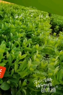 高度30厘米荚迷
