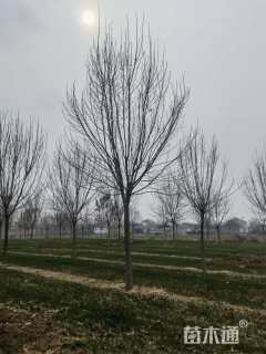 18公分绒毛白蜡