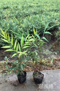 高度30厘米狭叶十大功劳