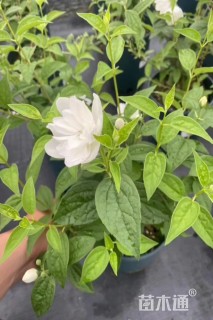 高度30厘米山梅花