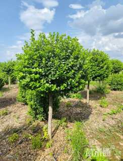 12公分高杆卫矛球