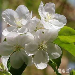 15公分八棱海棠