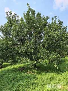 高度350厘米南丰蜜桔