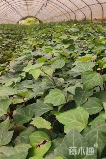 40厘米常春藤