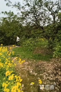 30公分(3杆)丛生香橼