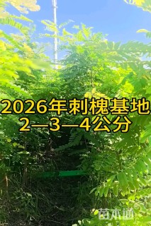 3公分刺槐