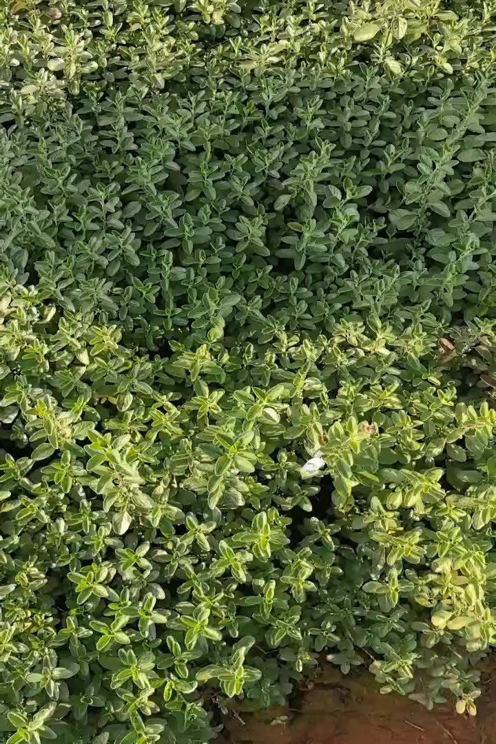 小杯苗樱桃鼠尾草