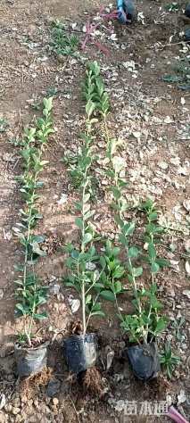 高度40厘米北海道黄杨