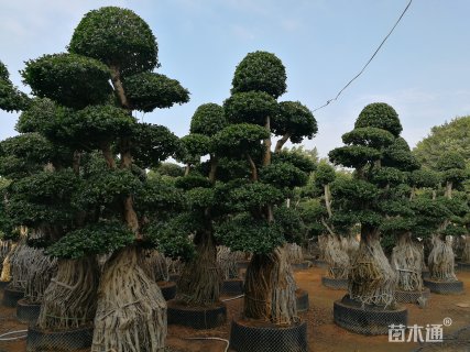 100公分小叶榕