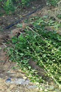 高度70厘米北海道黄杨