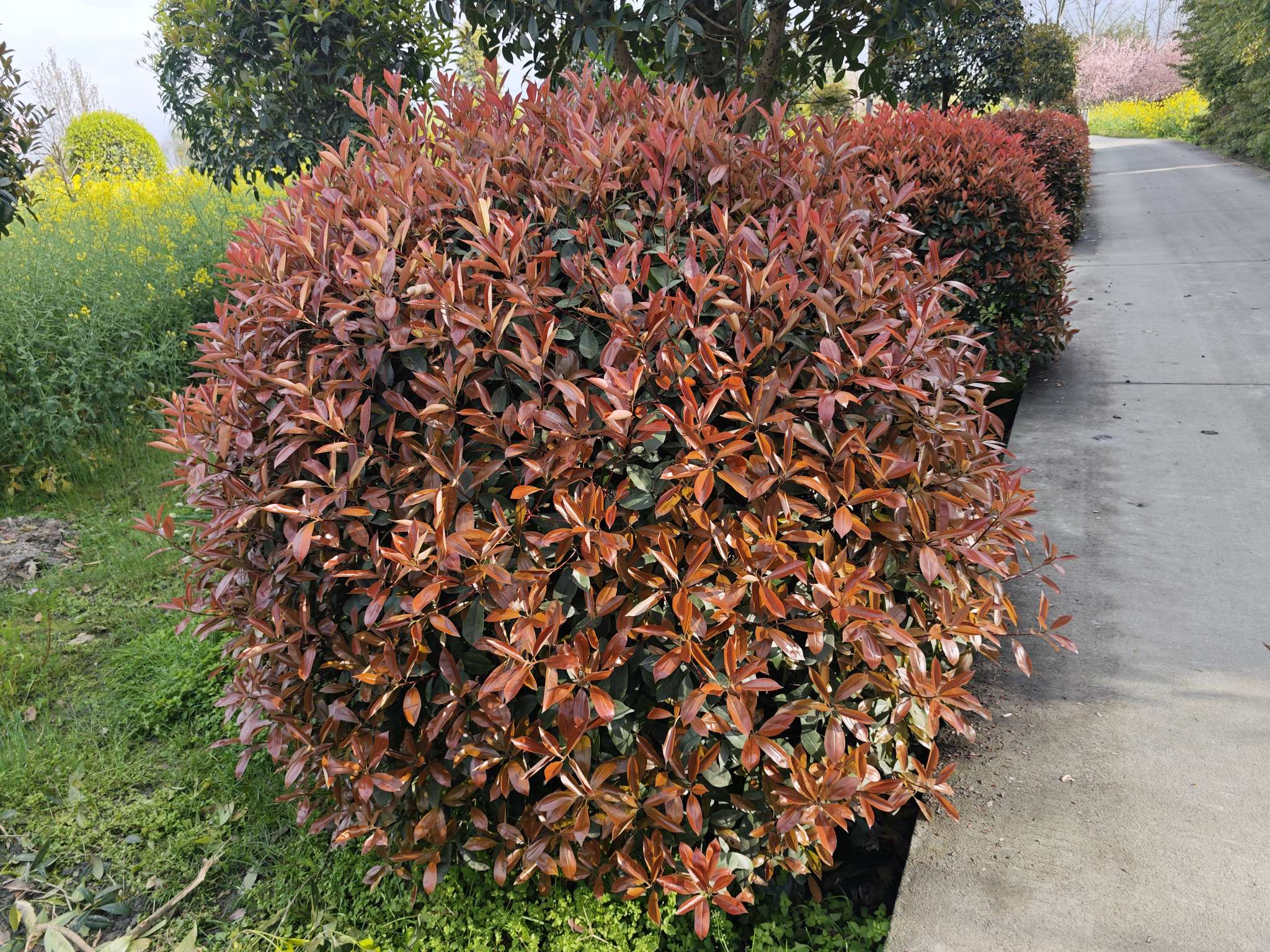 1.5公分红叶石楠