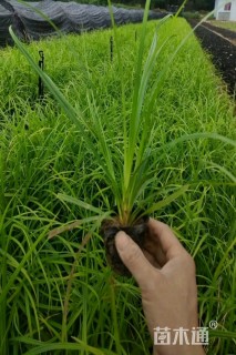 高度15厘米崂峪苔草