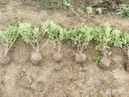 高度30厘米毛鹃