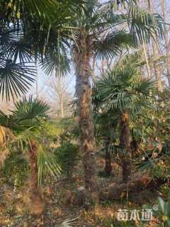 裸干高600厘米棕榈