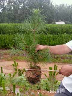 高度100厘米油松小苗
