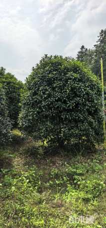 高度300厘米丛生桂花