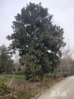 30公分广玉兰