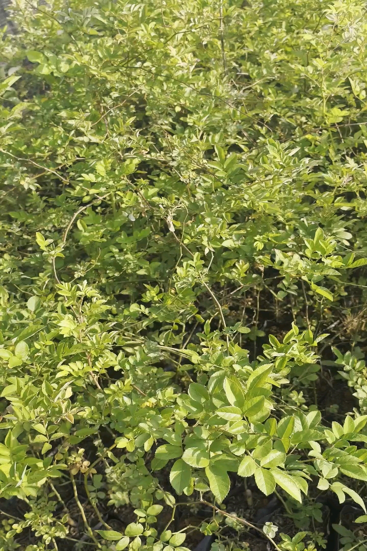 高度30厘米蔷薇